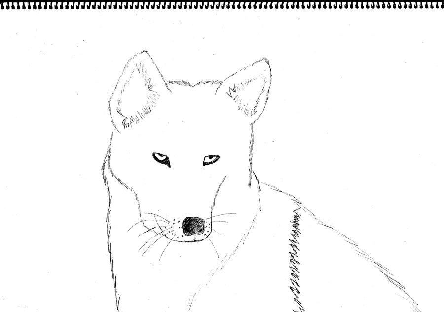 900x632 Dingo Sketch By Bloodfire09 - Dingo Sketch