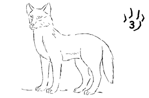 300x198 Drawing Pencil Portraits Pencil Drawing Of Dingo (Dog) - Dingo Sketch