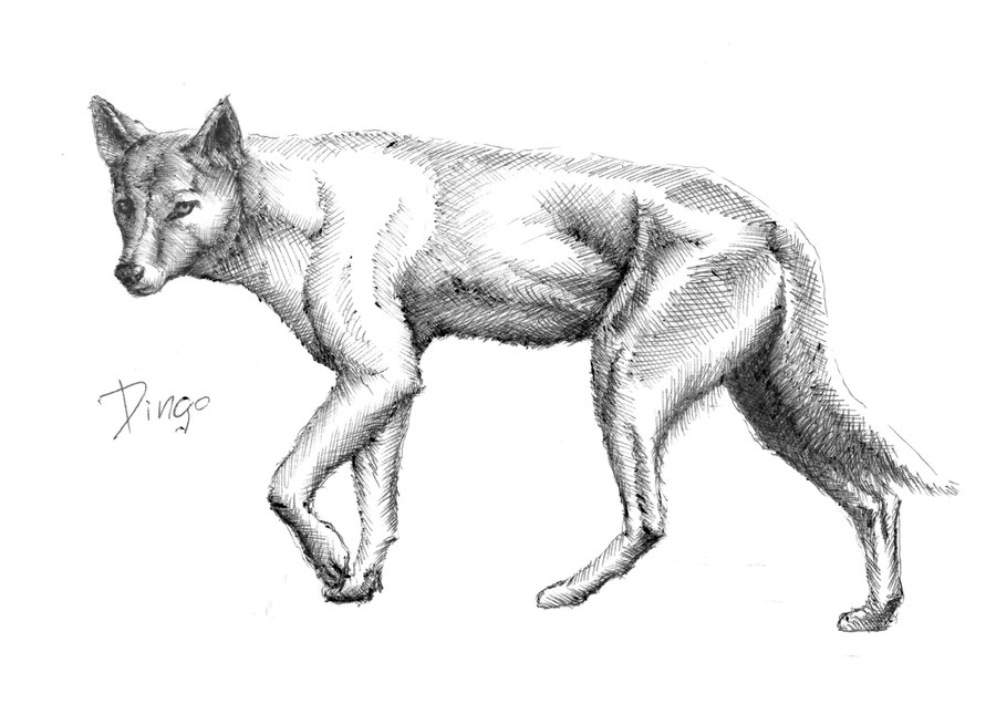 900x636 Entry - Dingo Sketch