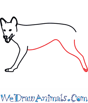 300x350 How To Draw A Dingo - Dingo Sketch