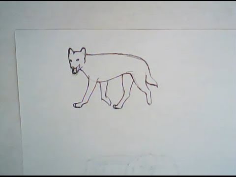 480x360 How To Draw A Dingo (Simple Drawing) - Dingo Sketch