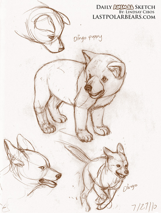 553x731 Daily Animal Sketch Dingos Last Of The Polar Bears - Dingo Sketch