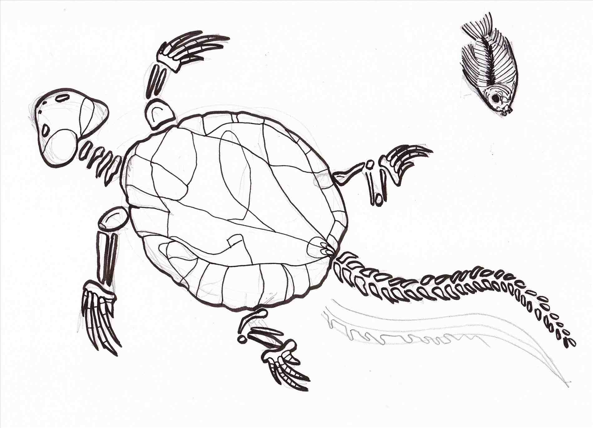 1900x1370 Dinosaur Fossils Drawing Dinosaur Bone Drawing At Getdrawings - Dinosaur Bones Sketch