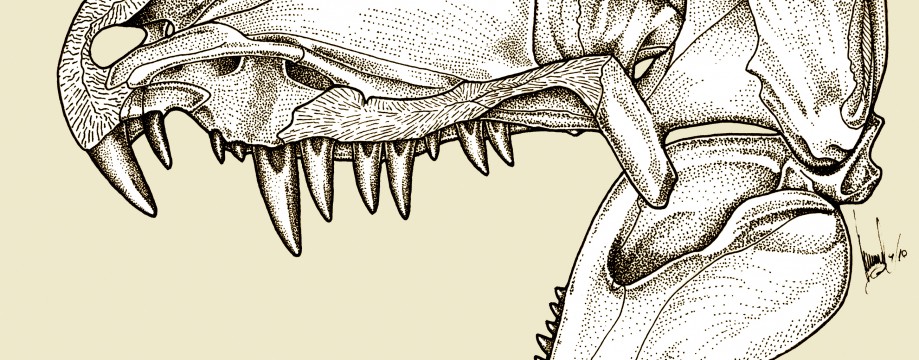 919x360 Dinosaur Drawing Fossils - Dinosaur Bones Sketch