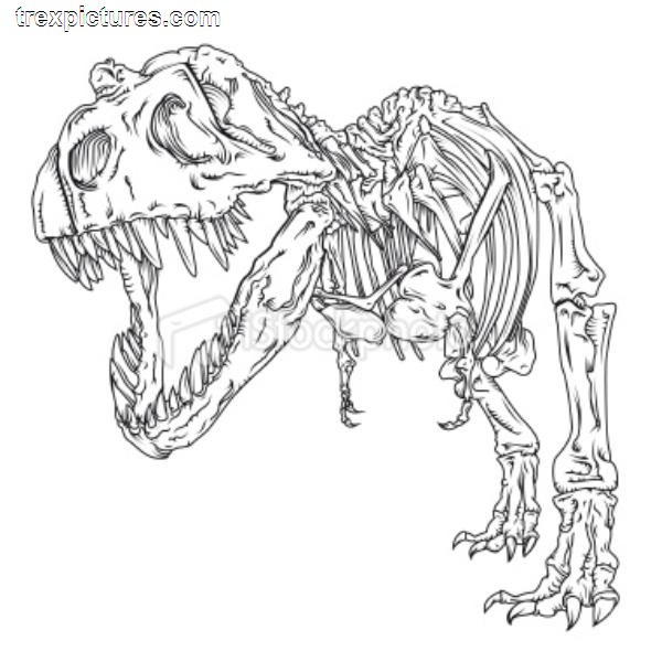 600x600 Best Photos Of Dinosaur Skeleton Drawing - Dinosaur Bones Sketch
