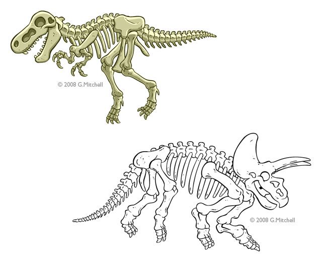 640x520 Dinosaurs Bones Draw Dinosaur Bones Drawing Museum - Dinosaur Bones Sketch