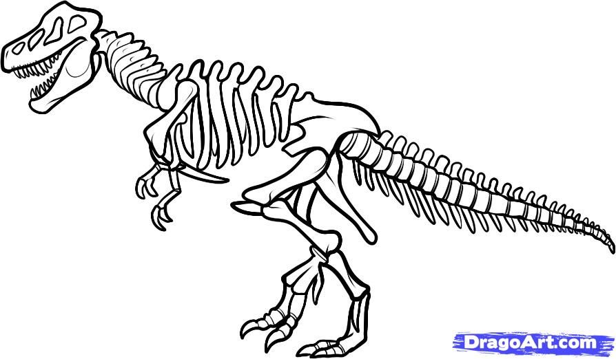 894x522 How To Draw Dinosaurs How To Draw A Dinosaur Skeleton, Dinosaur - Dinosaur Bones Sketch