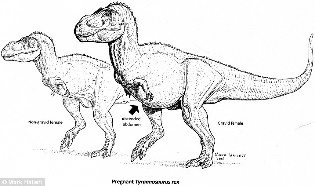 634x374 Could We Soon Clone A T Rex Fossils Of A Pregnant 68 Million Year - Dinosaur Bones Sketch