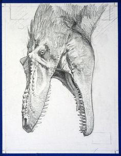 236x305 270 Best Dinosaur Drawings Images In 2018 Dinosaur - Dinosaur Pencil Sketch