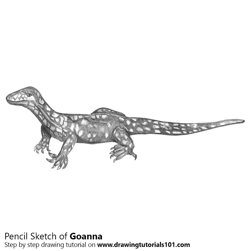 800x800 Goanna Pencil Drawing - Dinosaur Pencil Sketch