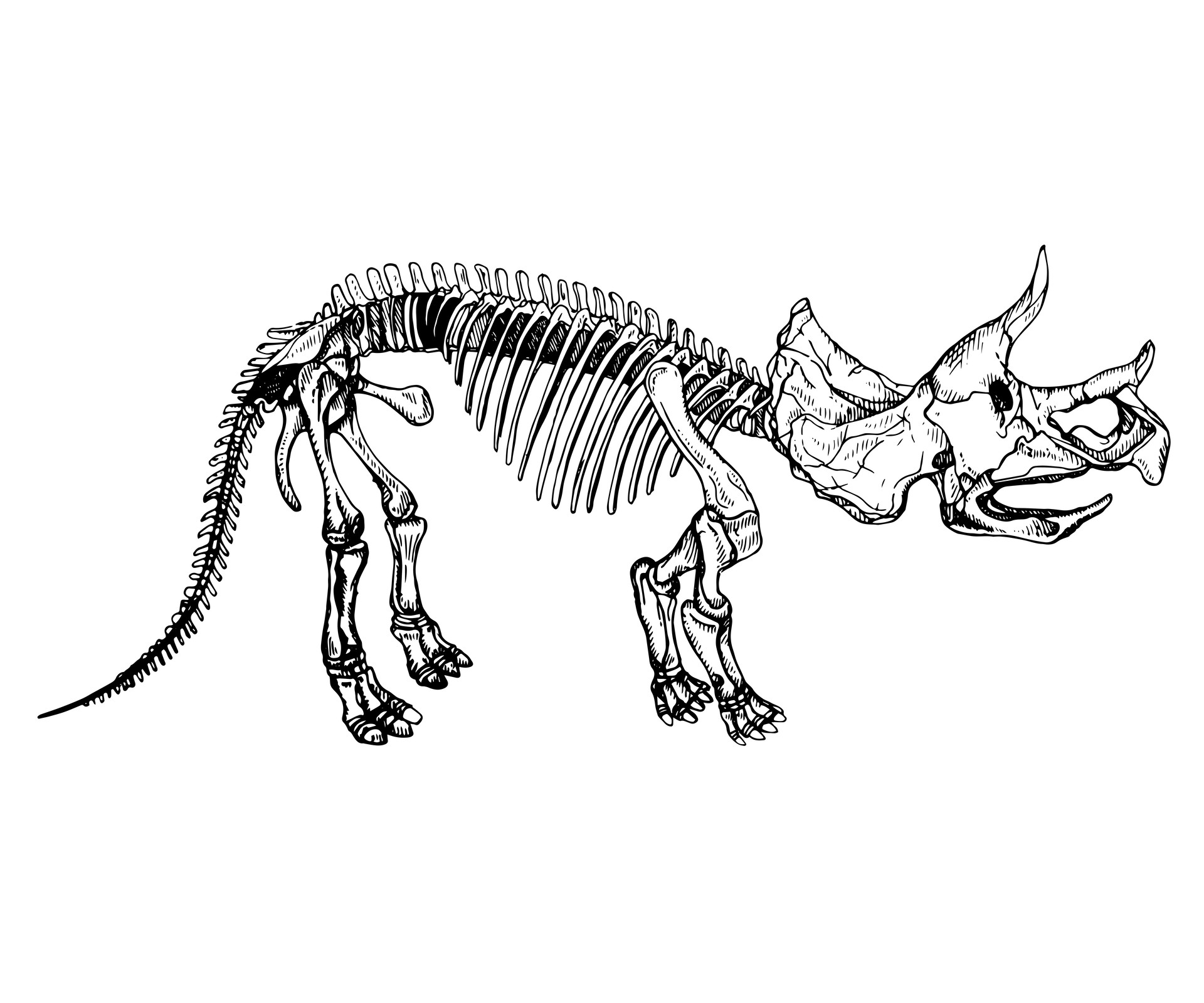 Анхизавр скелет