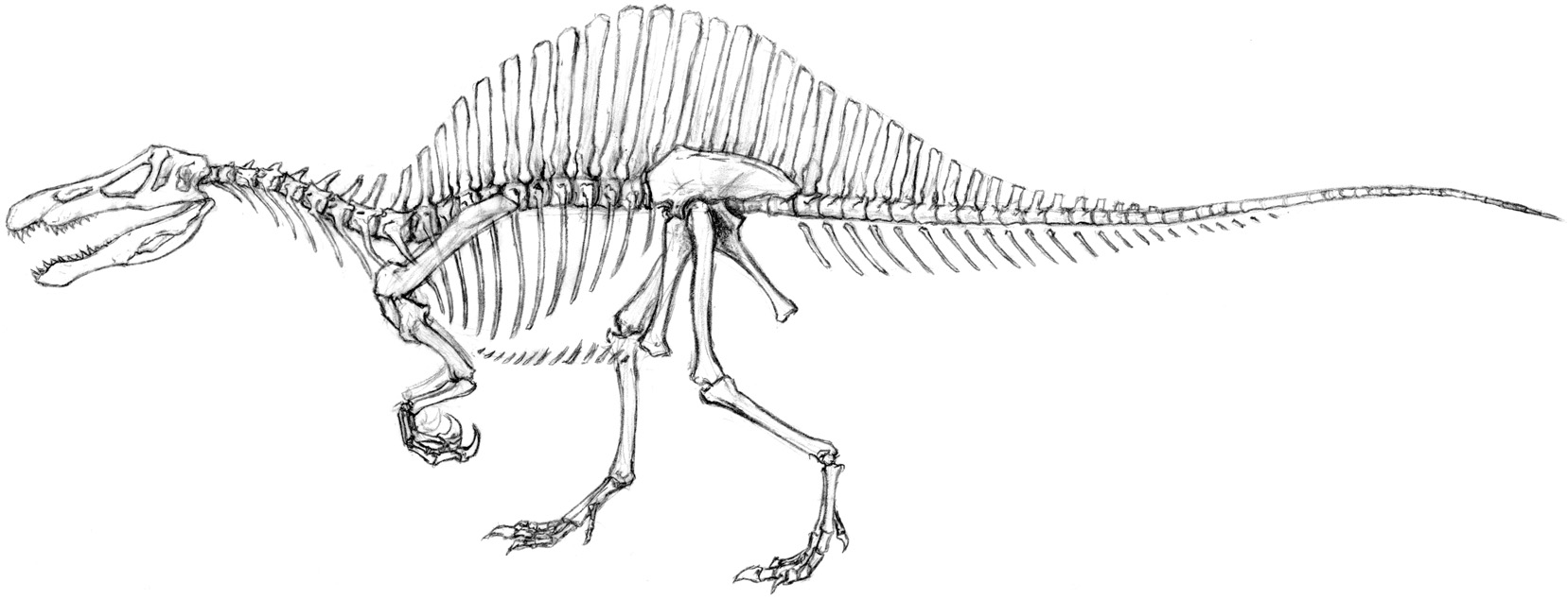 1657x635 Helpful Dinosaur Skeleton Coloring - Dinosaur Skeleton Sketch