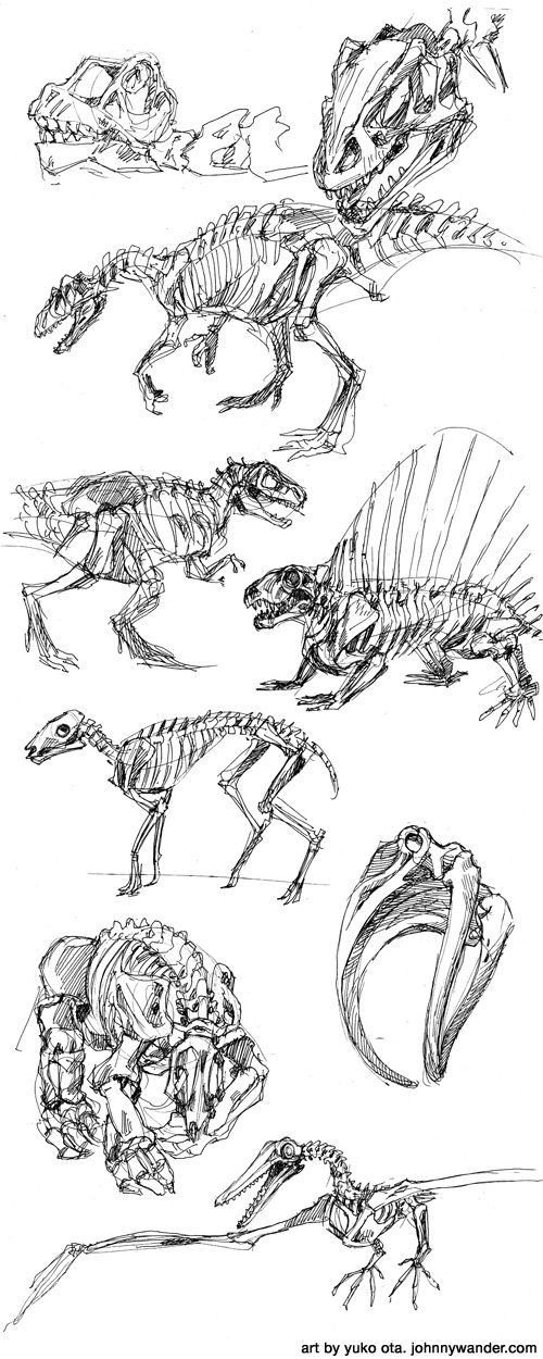 500x1250 Pin By Julia On Tattoos Wander, Tuesday And Drawings - Dinosaur Skeleton Sketch