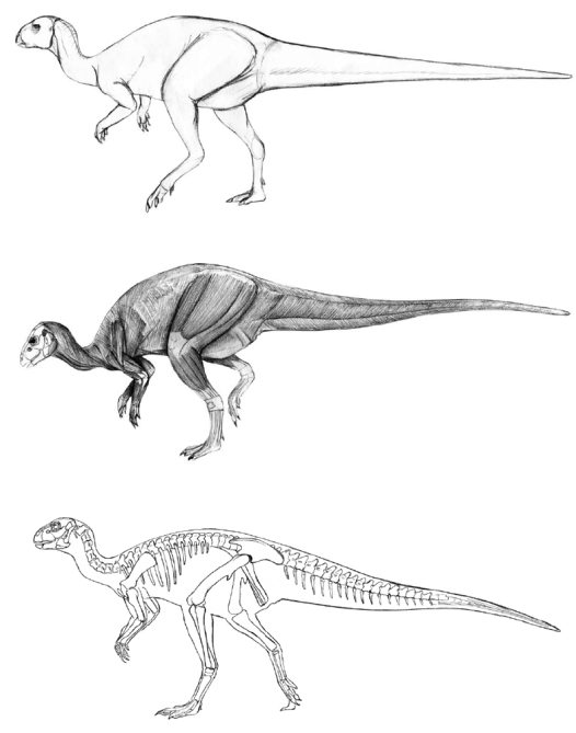 526x669 Preparing Fossils, Reconstructing The Past - Dinosaur Skeleton Sketch
