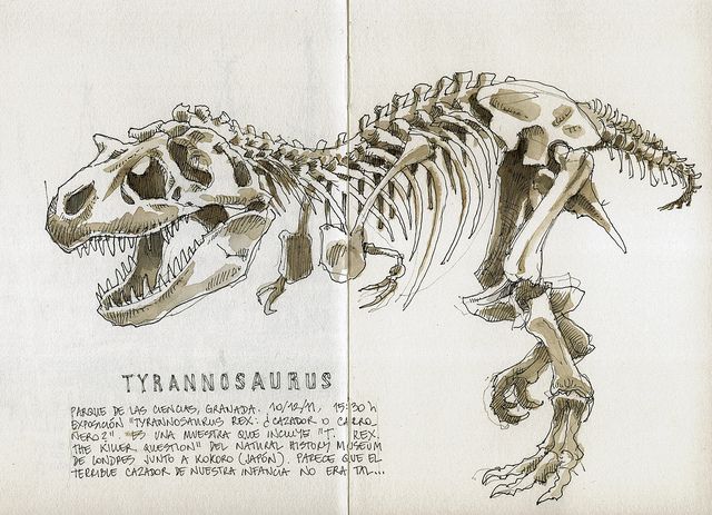640x463 Tyrannosaurus Rex Sketching And Drawing Dinosaur - Dinosaur Skeleton Sketch