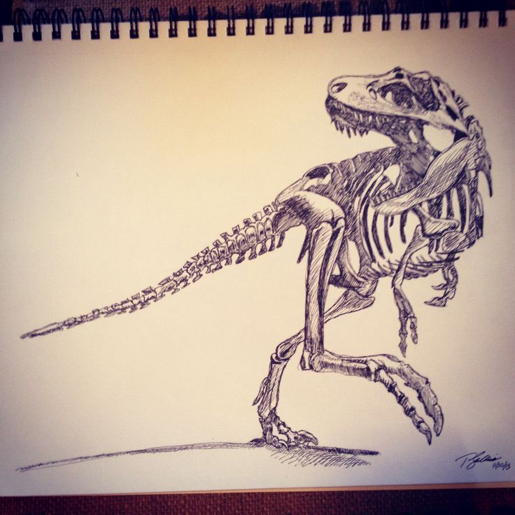 736x736 Dinosaur Skeleton Grey Ink Tattoo - Dinosaur Skeleton Sketch