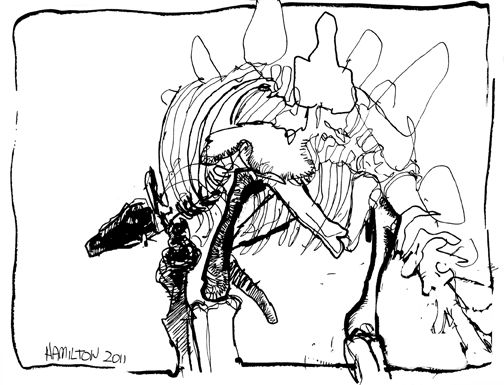 504x385 Dinosaur Skeleton Sketch - Dinosaur Skeleton Sketch