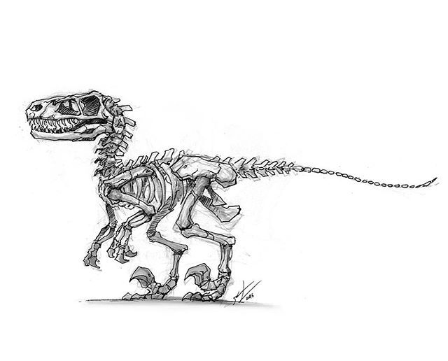 640x516 Baby Raptor Skeleton Tattoo Tattoos! Tattoos - Dinosaur Skeleton Sketch