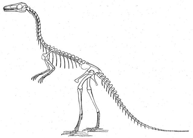 640x460 Dinosaur Skeleton Pictures - Dinosaur Skeleton Sketch