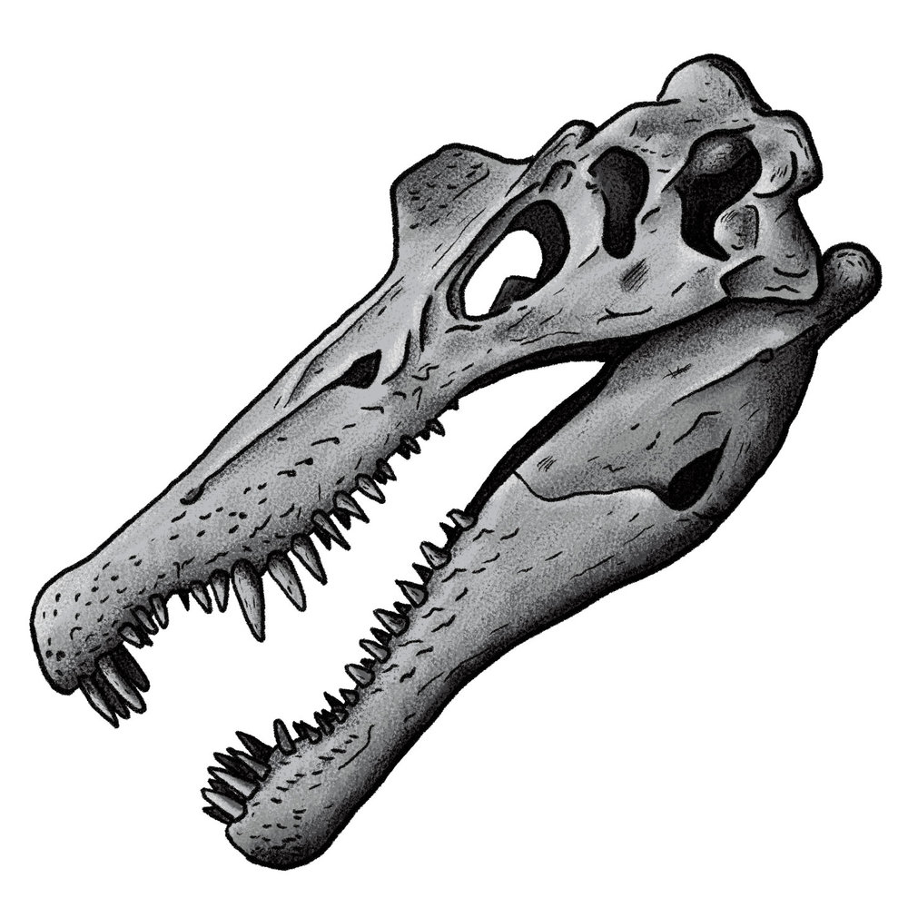 1000x1000 Dinosaur Skulls Iamjamieknight Illustration And Graphic Design - Dinosaur Skull Sketch