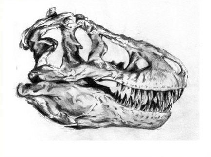 433x323 Gallery For Dinosaur Skull Drawing Tattoo Ideas! - Dinosaur Skull Sketch