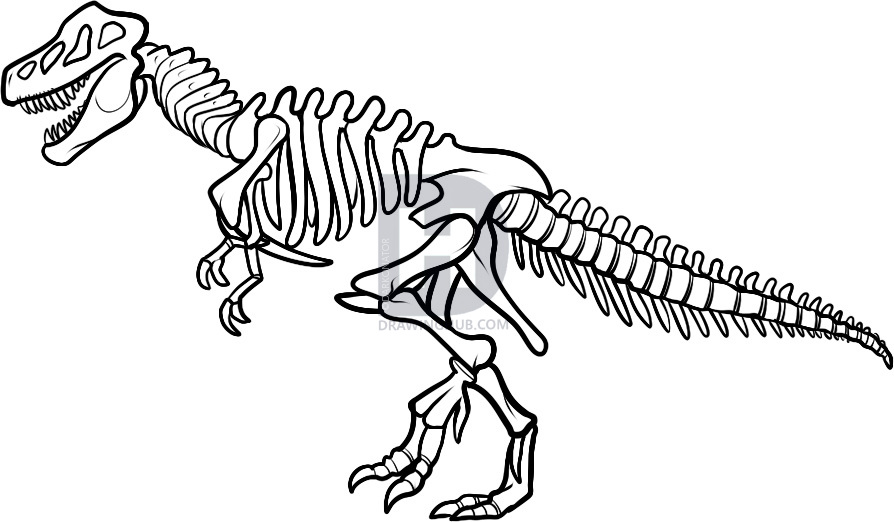 Dinosaur Skull Sketch At Explore Collection Of Dinosaur Skull Sketch