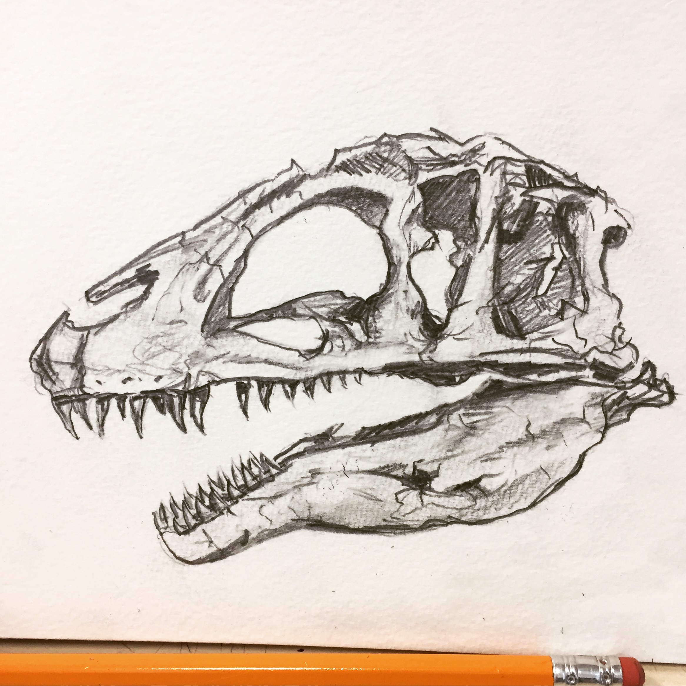 2332x2332 I Drew A Dinosaur Skull - Dinosaur Skull Sketch
