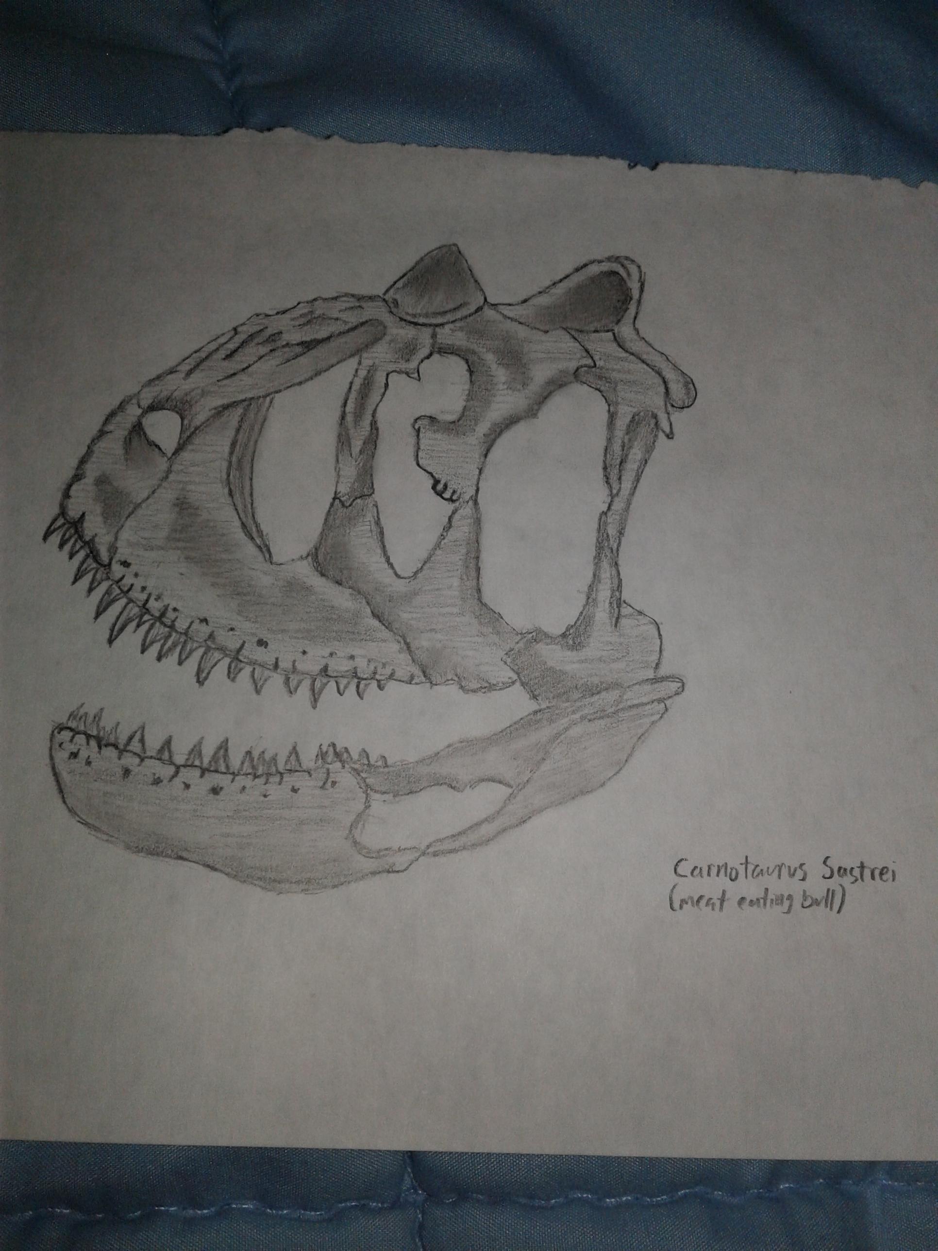 1932x2576 My Very First Dinosaur Skull Sketch Of The Carnotaurus Sastrei - Dinosaur Skull Sketch