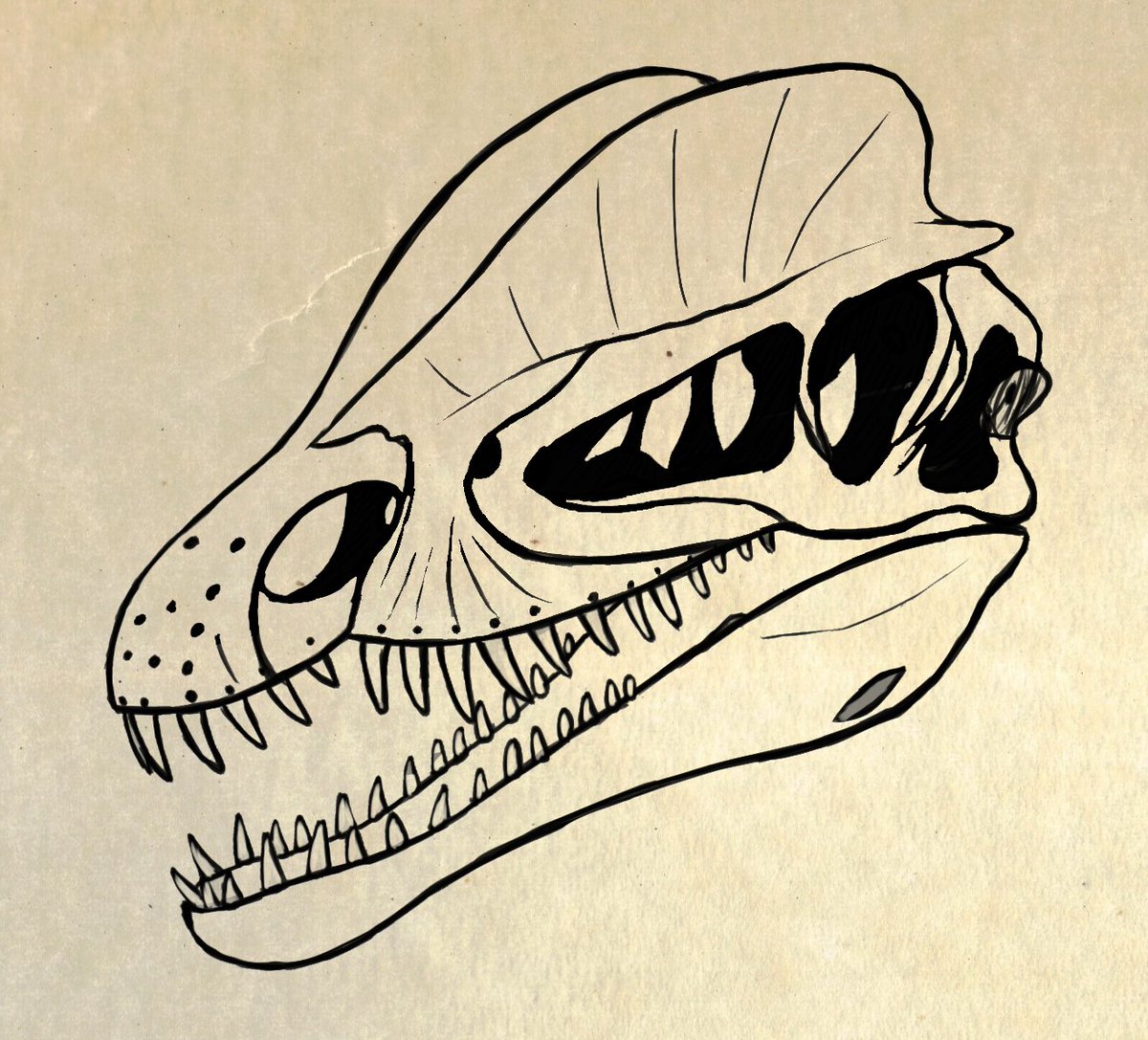 1200x1087 Paulo Leite On Twitter Dilophosaurus Skull, Digital Sketch - Dinosaur Skull Sketch