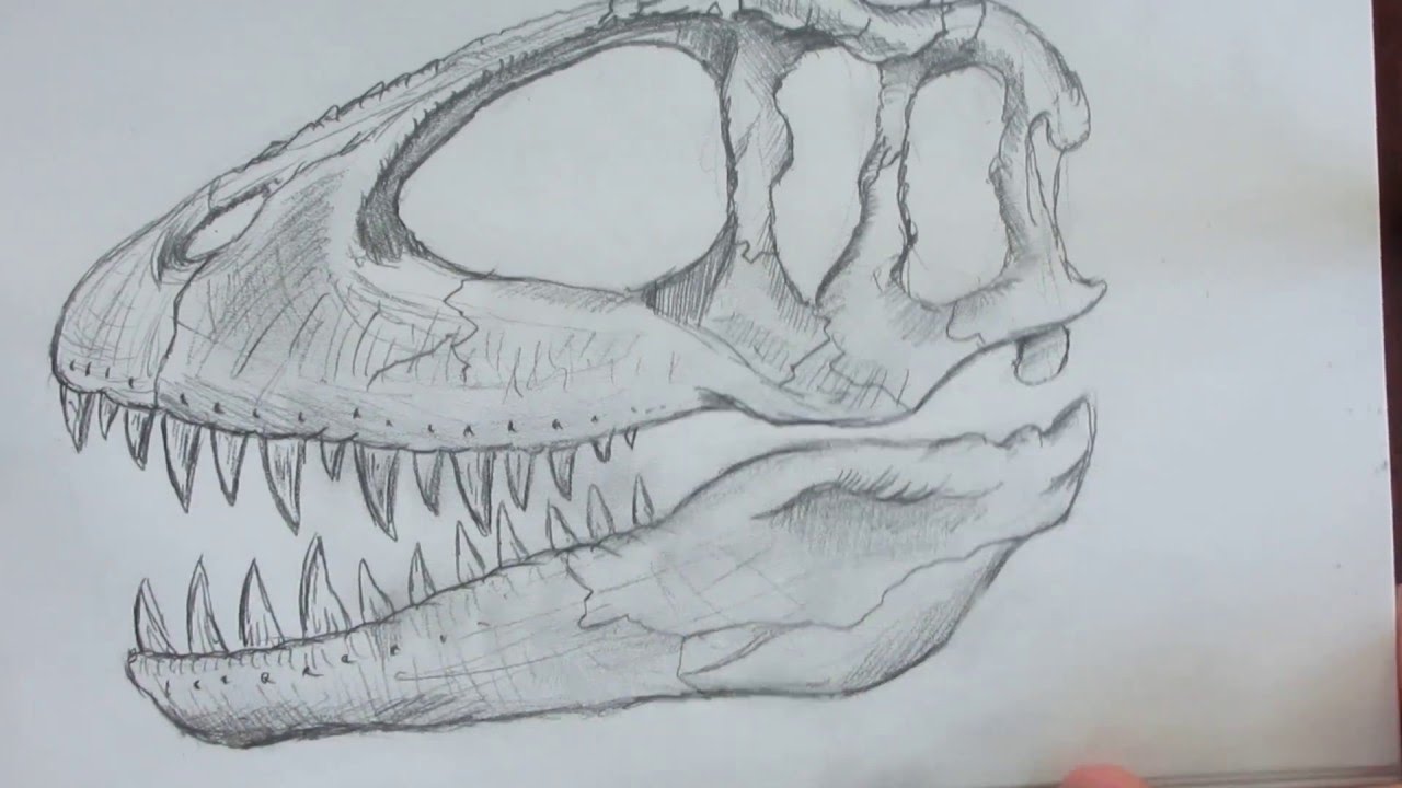 1280x720 Speed Drawing A Dinosaur Skull. Danny The Dinosaur Drawer - Dinosaur Skull Sketch