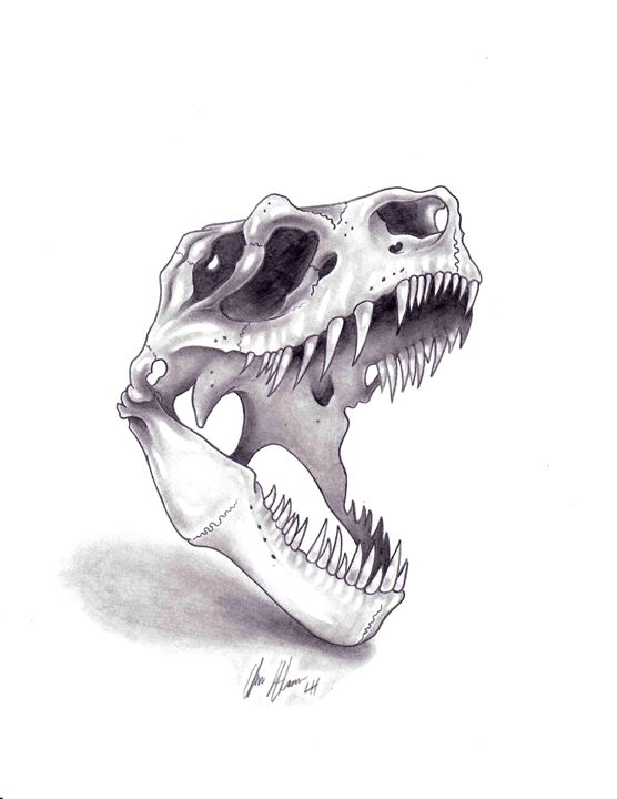 556x720 T Rex Skull - Dinosaur Skull Sketch