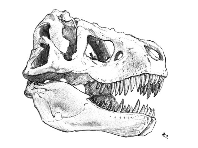 640x480 Tyrannosaurus Rex Skull 1 ~ Artwork ~ Carl Albrecht Buehler - Dinosaur Skull Sketch