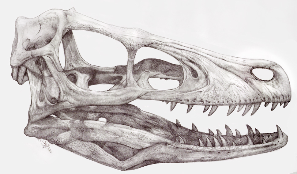 970x568 Velociraptor Art Velociraptor Skull - Dinosaur Skull Sketch