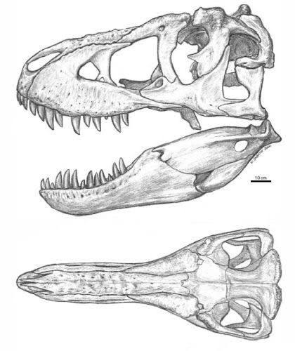 420x500 Dinosaur Skull Drawing - Dinosaur Skull Sketch