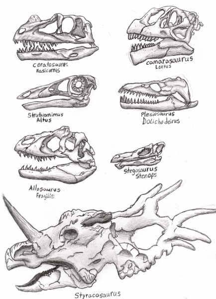 434x600 Dinosaur Skulls 2 By Nickotheartist - Dinosaur Skull Sketch