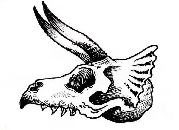 600x435 Dinosaur Skull By Lonely29archer - Dinosaur Skull Sketch