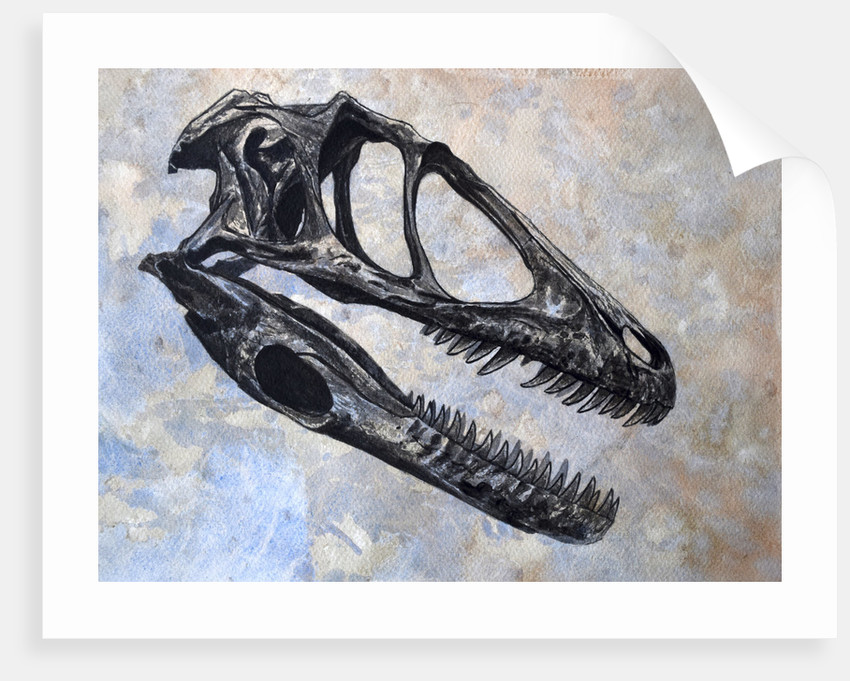 850x681 Deinonychus Dinosaur Skull. Posters Amp Prints By Harm Plat - Dinosaur Skull Sketch
