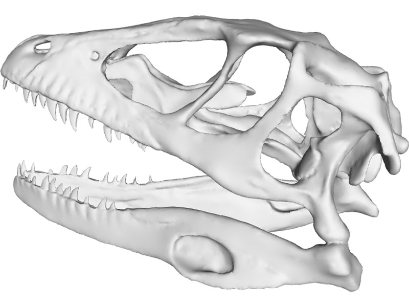 Dinosaur Skull Sketch at PaintingValley.com | Explore collection of ...