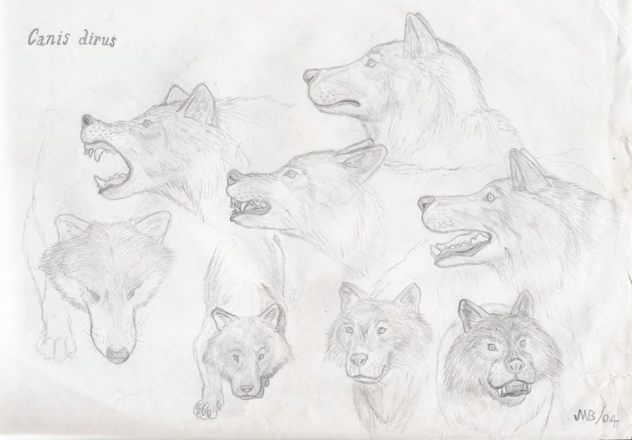 900x626 Dire Wolf Sketch By Jwmorenob - Dire Wolf Sketch