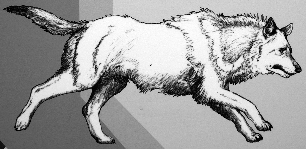 1024x499 Reconstruction Of Canis Dirus (Dire Wolf) (Pleistocene, - Dire Wolf Sketch