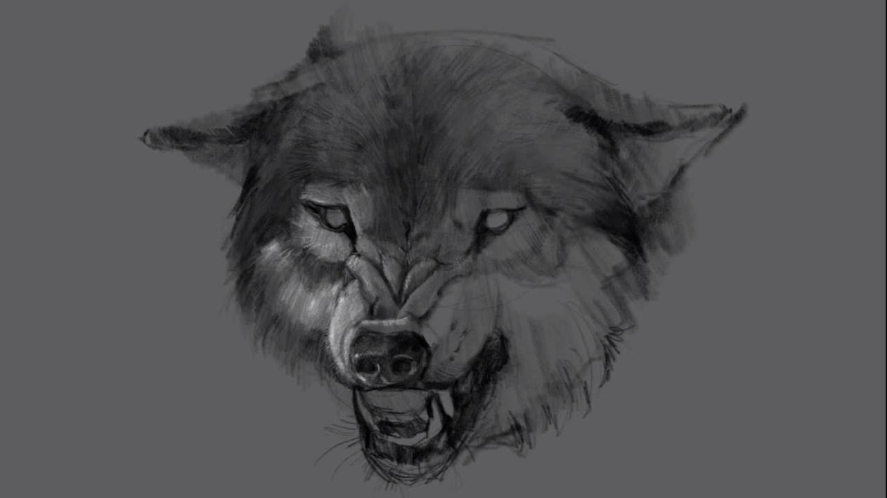 1280x720 Too Many Bones - Dire Wolf Sketch