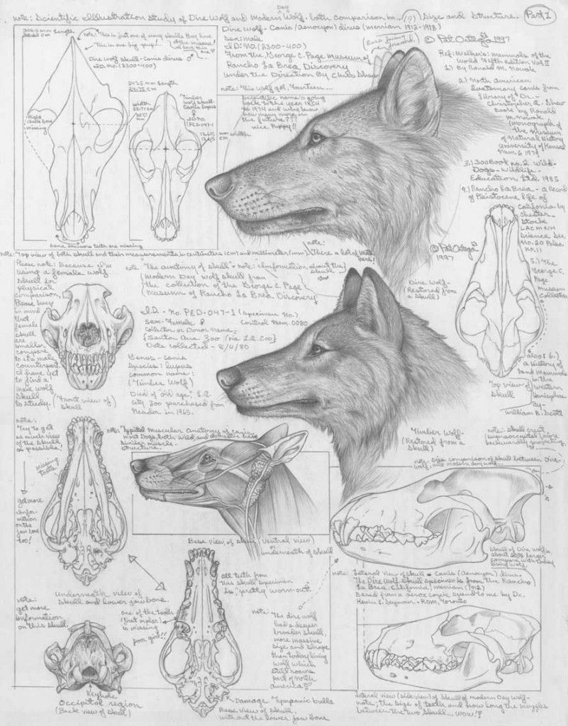 801x1024 Differences Between Dire Wolves And Grey Wolves, Via The - Dire Wolf Sketch