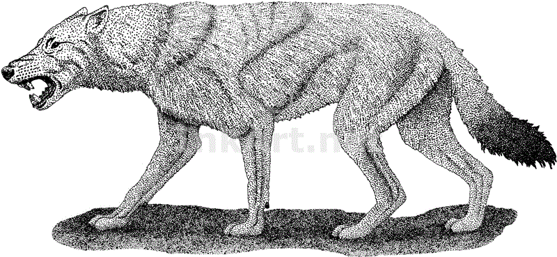 800x369 Dire Wolf (Canis Dirus) Line Art And Full Color Illustrations - Dire Wolf Sketch
