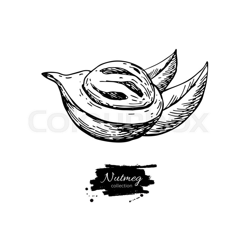 800x800 Nutmeg Spice Vector Drawing. Mace Fruit Seasoning Nut Sketch - Diya Sketch