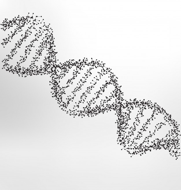 626x658 Dna Vectors, Photos And Psd Files Free Download - Dna Sketch