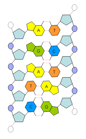 280x450 Filedna Sketch.png - Dna Sketch