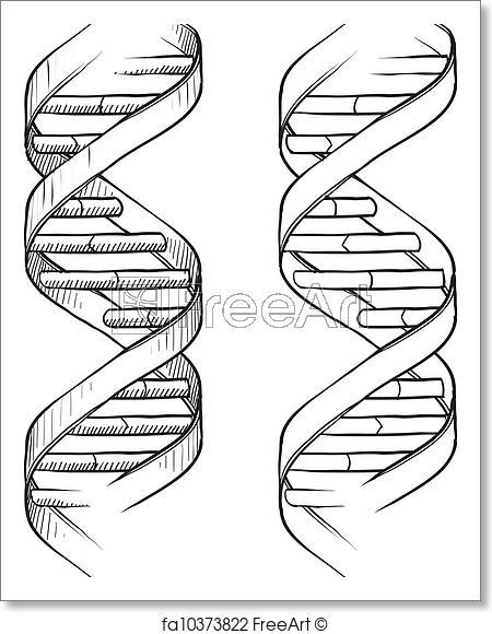 450x580 Free Art Print Of Dna Double Helix Sketch. Doodle Style Genetic - Dna Sketch