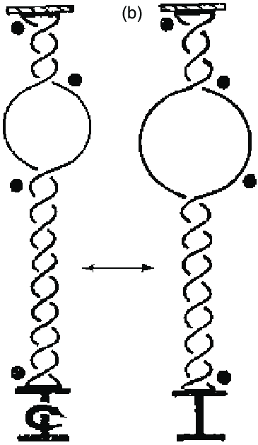 365x629 Sketch Proposed By Vinograd Et Al (1968) To Describe The Effect Of - Dna Sketch