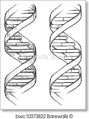 285x382 Art Print Of Dna Double Helix Sketch Barewalls Posters Amp Prints - Dna Sketch