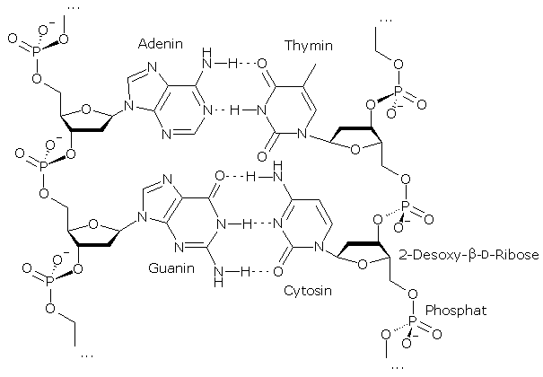 605x420 Filedna As Structure Formula (German).png - Dna Structure Sketch